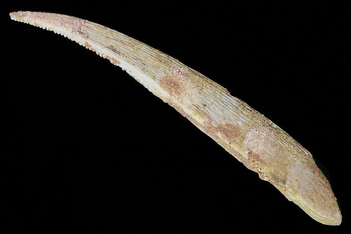 Hybodus Shark Dorsal Spine - Cretaceous #73125